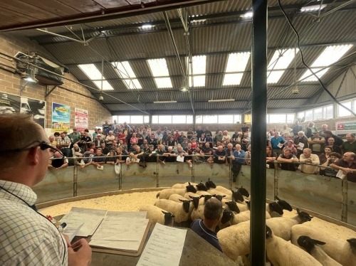 THE GREAT ANNUAL SHEEP FAIR: FLOCK DISPERSALS, SUFFOLK & MULE SHEARLINGS