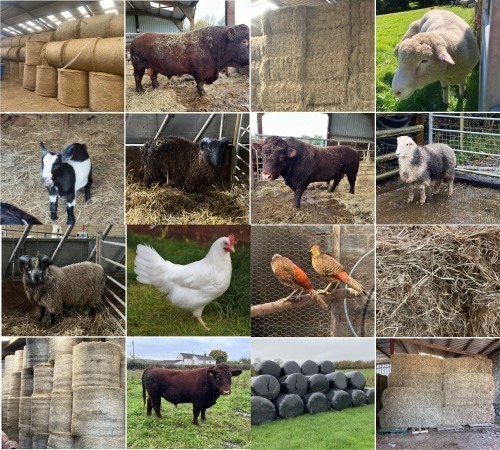 THE SOUTH WEST NOVEMBER LIVESTOCK & FODDER AUCTION