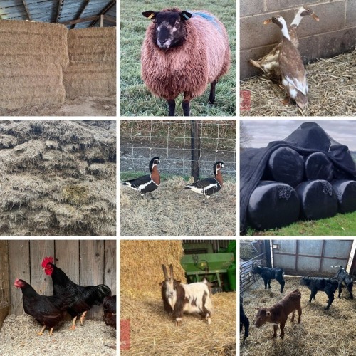 THE SOUTH WEST FEBRUARY FODDER & LIVESTOCK AUCTION
