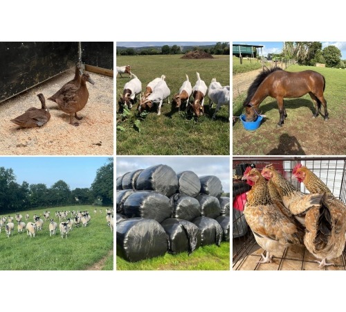 THE SOUTH WEST JULY FODDER & LIVESTOCK AUCTION