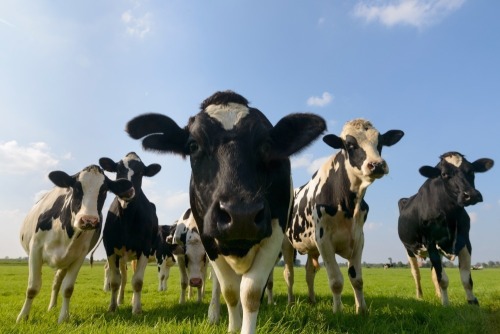THE SOUTH WEST JANUARY FODDER & LIVESTOCK UNSOLD AUCTION CATALOGUE