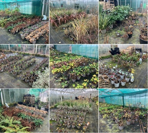 DISPERSAL SALE OF HYDRANGEA PLANT STOCK & OTHER PLANTS