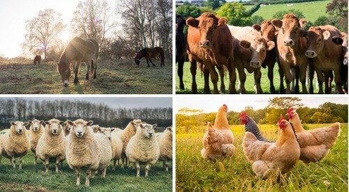 The South West December Livestock Online Timed Auction