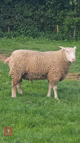 FULL MOUTH PURE BERRICHON RAM