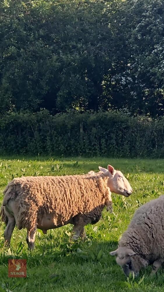 FULL MOUTH PURE BERRICHON RAM