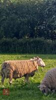 FULL MOUTH PURE BERRICHON RAM