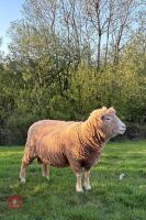 6T PURE POLL DORSET RAM - 3