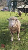 6T PURE POLL DORSET RAM - 4