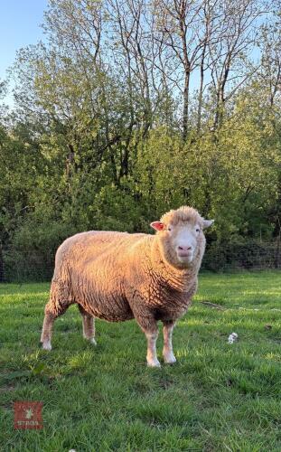 6T PURE POLL DORSET RAM