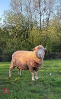 6T PURE POLL DORSET RAM