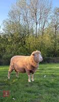 6T PURE POLL DORSET RAM - 2