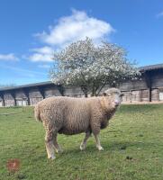 6T PURE POLL DORSET RAM - 5