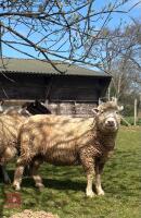 6T PURE POLL DORSET RAM - 6