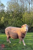 6T PURE POLL DORSET RAM - 7