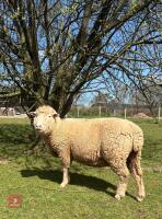 6T PURE POLL DORSET RAM - 8