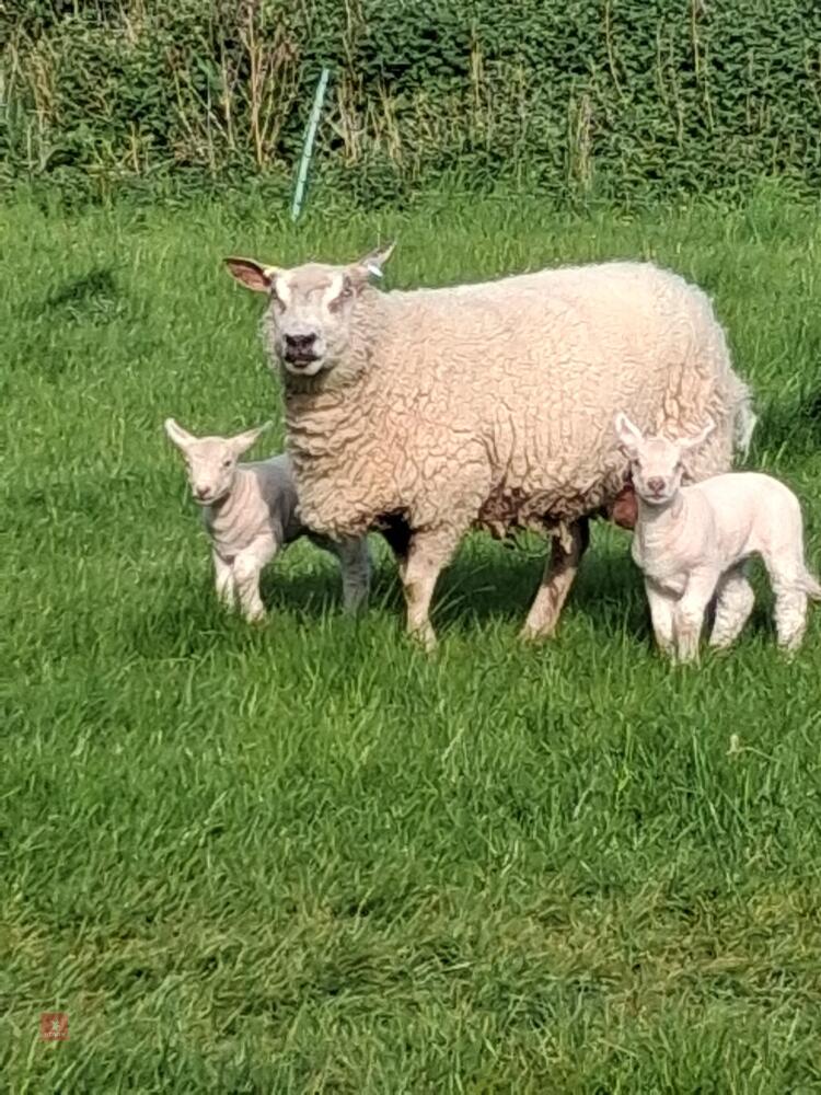 5YO PEDIGREE CHAROLLAIS EWE & 2 LAMBS - BIDS FOR THE GROUP