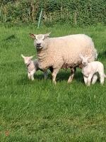 5YO PEDIGREE CHAROLLAIS EWE & 2 LAMBS - BIDS FOR THE GROUP