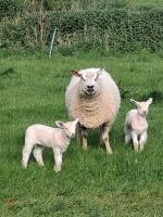 5YO PEDIGREE CHAROLLAIS EWE & 2 LAMBS - BIDS FOR THE GROUP - 2