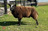 2YO PEDIGREE DUTCH SPOTTED RAM