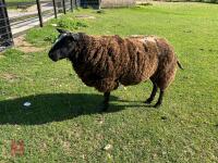 2YO PEDIGREE DUTCH SPOTTED RAM - 3