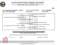 2YO PEDIGREE DUTCH SPOTTED RAM - 4
