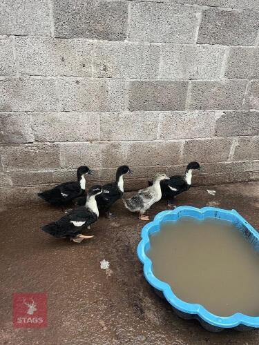 4 X 3MO SWEDISH BLACK DUCKS - BIDS PER LIFE