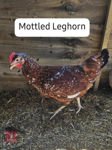 3 POL MOTTLED LEGHORN PULLETS - BIDS PER LIFE