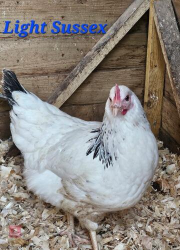 3 POL LIGHT SUSSEX PULLETS - BIDS PER LIFE