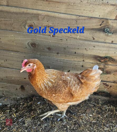 3 POL GOLD SPECKLED PULLETS - BIDS PER LIFE