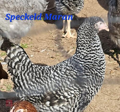 3 POL SPECKLED MARAN PULLETS - BIDS PER LIFE