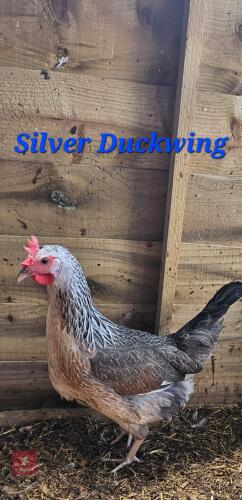 3 POL SILVER DUCKWING PULLETS - BIDS PER LIFE