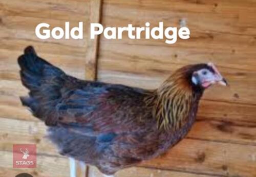 3 POL GOLD PARTRIDGE PULLETS - BIDS PER LIFE