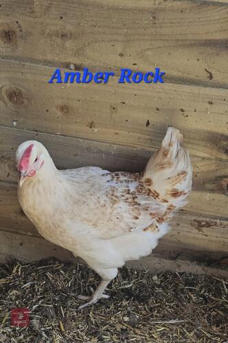 3 POL AMBER ROCK PULLETS - BIDS PER LIFE