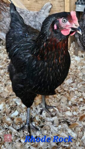 3 POL RHODE ROCK PULLETS - BIDS PER LIFE