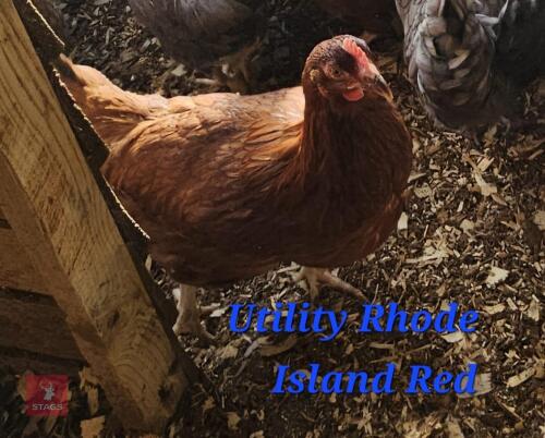 3 POL UTILITY RHODE ISLAND RED PULLETS - BIDS PER LIFE