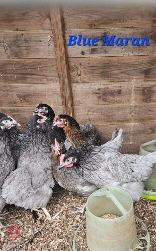 3 POL BLUE MARAN PULLETS - BIDS PER LIFE