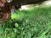 IFOR WILLIAMS 10' LIVESTOCK TRAILER - 64