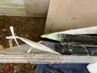5 SHEETS OF PLY BOARD - 11