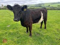 2YO GALLOWAY X COW & SHORTHORN X CALF - BIDS FOR THE GROUP - 2