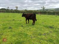2YO GALLOWAY X COW & SHORTHORN X CALF - BIDS FOR THE GROUP - 3