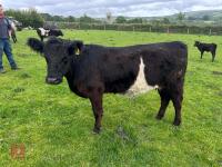 2YO GALLOWAY X COW & SHORTHORN X CALF - BIDS FOR THE GROUP - 5