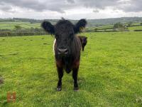 2YO GALLOWAY X COW & SHORTHORN X CALF - BIDS FOR THE GROUP - 6