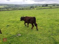 2YO GALLOWAY X COW & SHORTHORN X CALF - BIDS FOR THE GROUP - 7
