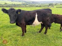 2YO GALLOWAY X COW & SHORTHORN X CALF - BIDS FOR THE GROUP - 8
