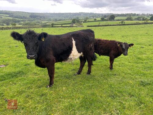 2YO GALLOWAY X COW & SHORTHORN X CALF - BIDS FOR THE GROUP