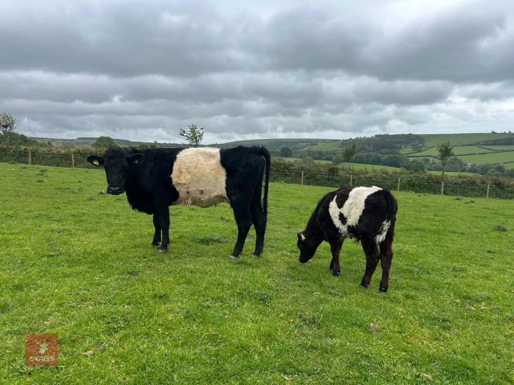 BELTED GALLOWAY X COW & SHORTHORN X CALF - BIDS FOR THE GROUP