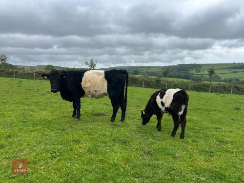 BELTED GALLOWAY X COW & SHORTHORN X CALF - BIDS FOR THE GROUP