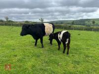 BELTED GALLOWAY X COW & SHORTHORN X CALF - BIDS FOR THE GROUP - 2