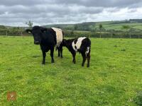 BELTED GALLOWAY X COW & SHORTHORN X CALF - BIDS FOR THE GROUP - 3