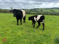 BELTED GALLOWAY X COW & SHORTHORN X CALF - BIDS FOR THE GROUP - 4